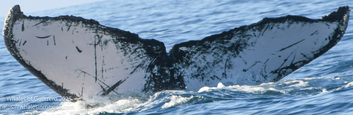 426379072836953_1423206163154234-1