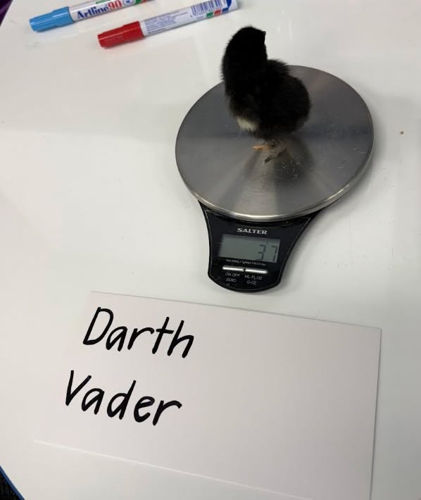 426379072836953_1648215517319963-1